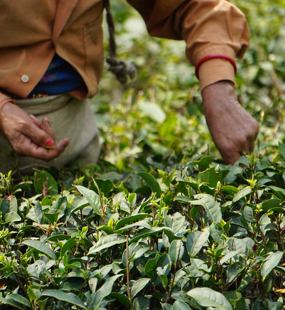 Tea Benefits